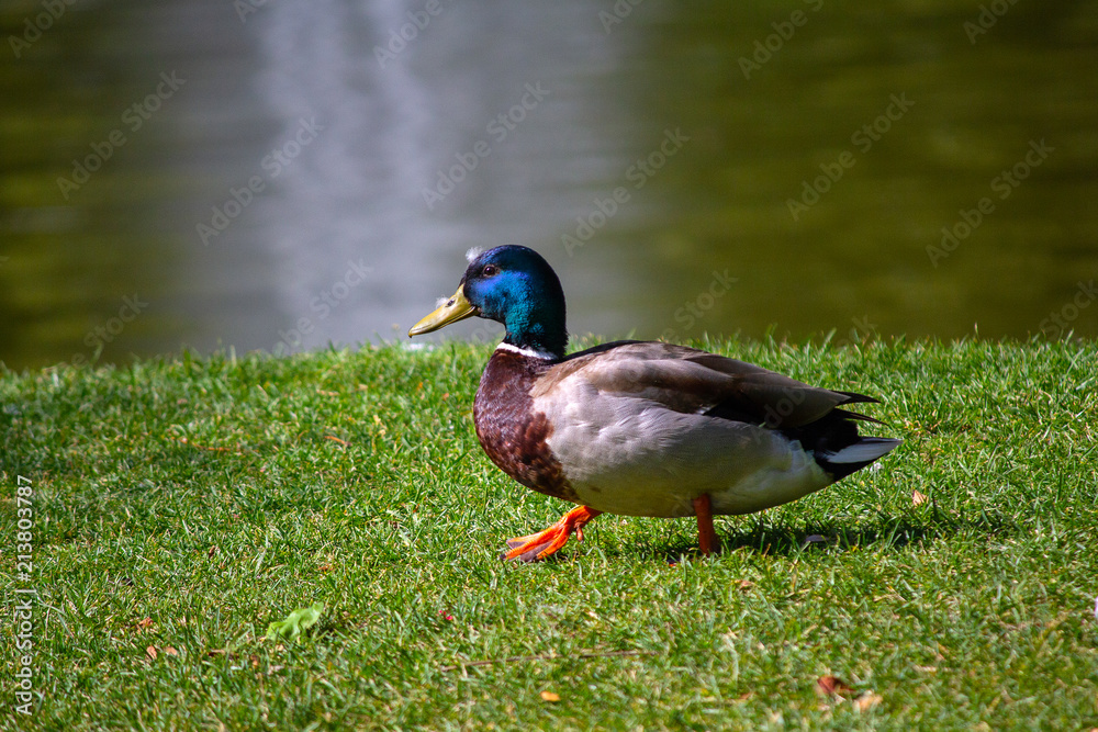 Obraz premium Beautiful duck walks along the grass near the pond. Birds