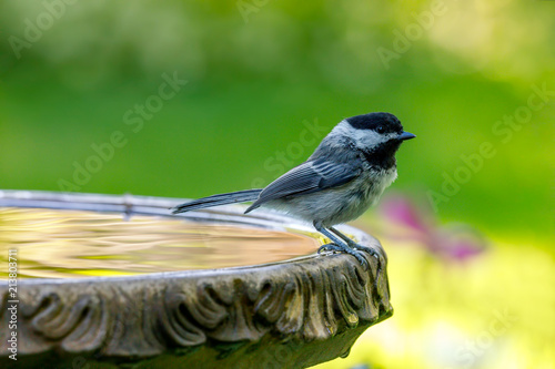 Billede på lærred Chickadee perched on birdbath with colorful background