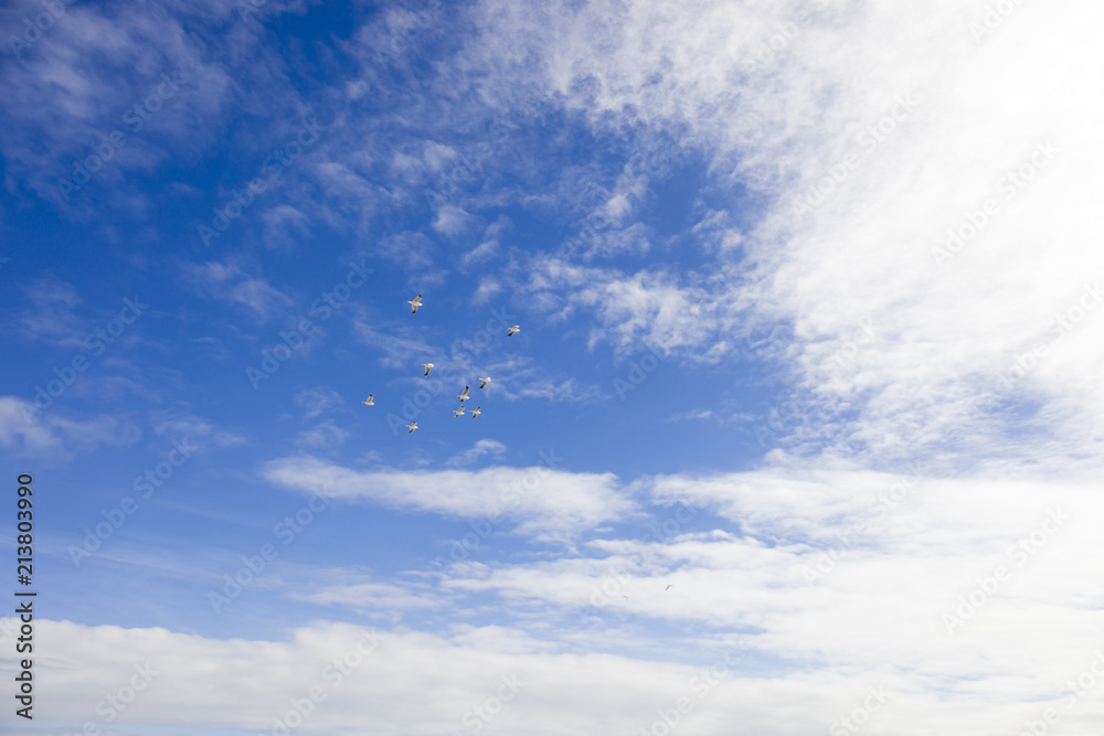 Seaguls Migrating Flight Seaguls Migrating Flight
