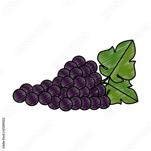 grapes cluster isolated icon