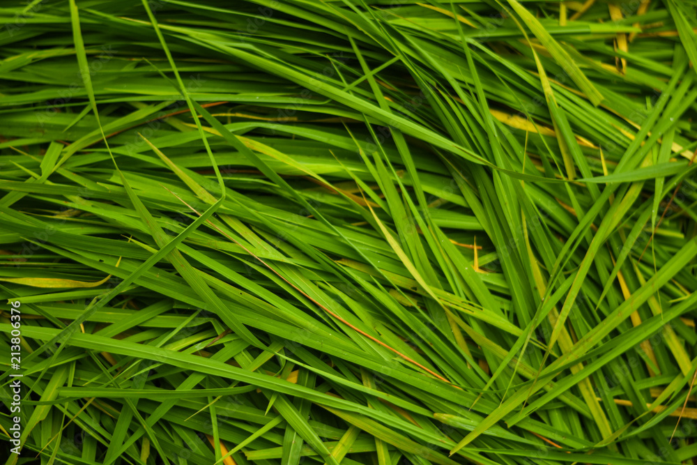 Green rice leaves are cut. Green rice leaves are cut.
