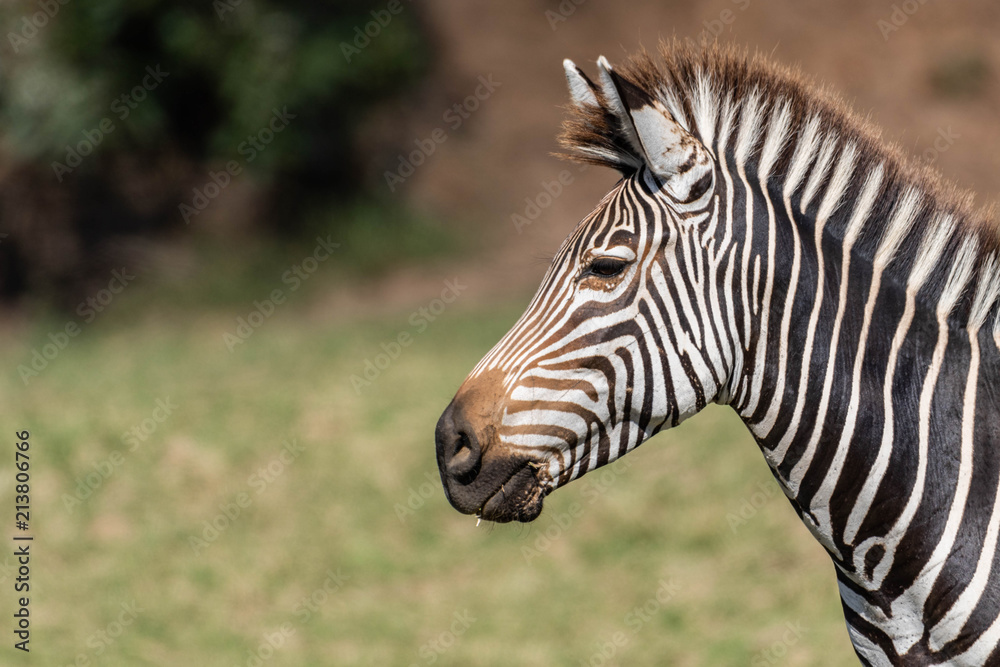 Portrait of a zebra Portrait of a zebra