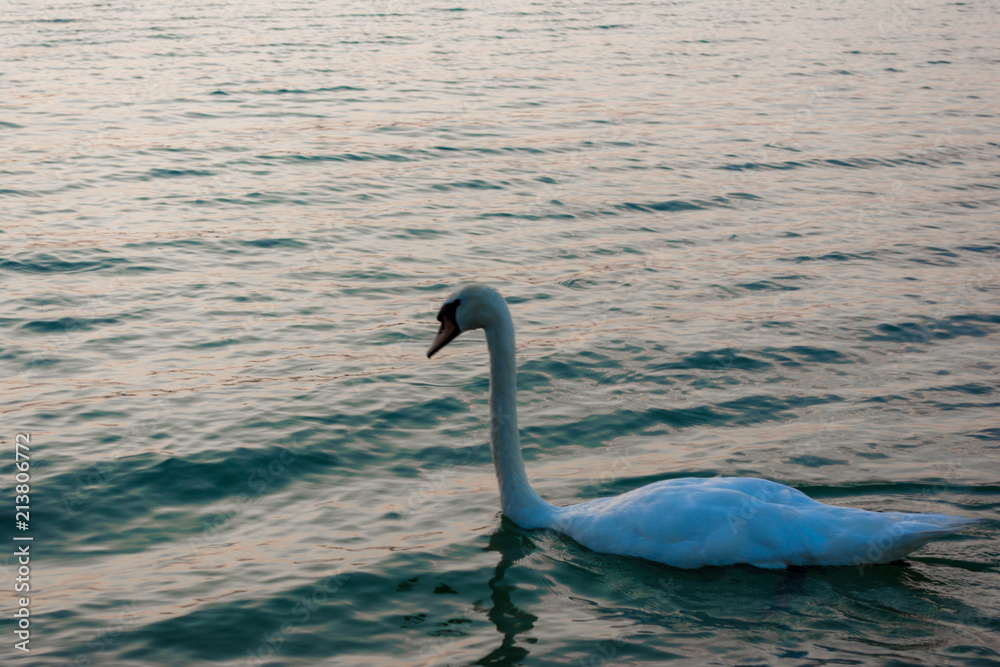 Fototapeta premium the lake swan with white swans in a sunny weather, Balaton, Hungary