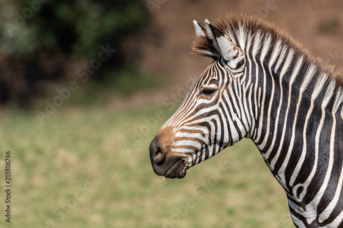 Portrait of a zebra