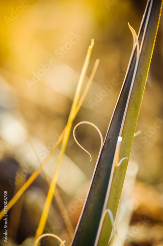 Solitary Grass