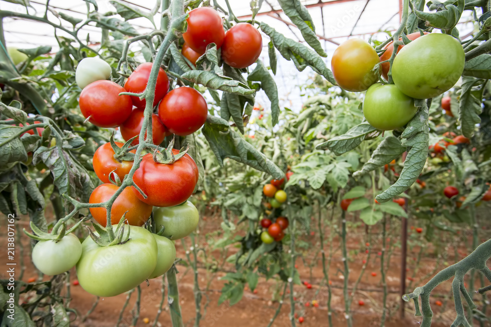 Tomatoes field greenhouse