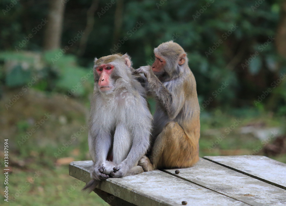 Monkey social skill