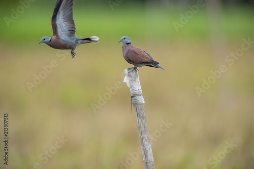 Beautiful red collared dove in nature photo