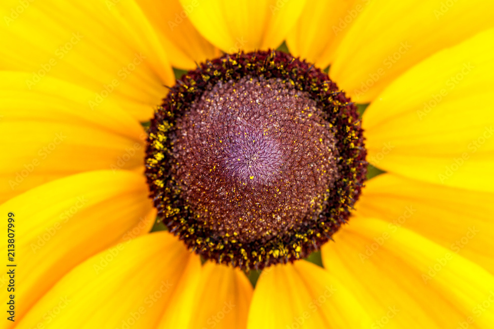 Obraz premium Yellow flower macro sunny day