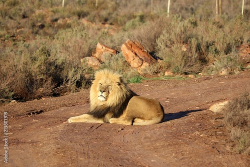 Lion in South Africa 