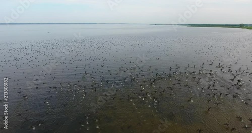 AERIAL. Big flock of cormorants hunting fish in the Curonian Lagoon. Flight at low altitude. Wide horizon - 9 photo