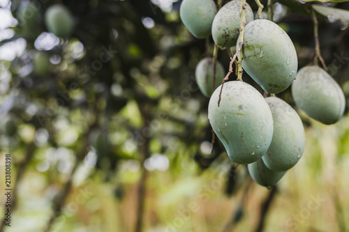 Close up of fresh organic mango fruits on tree in the Himalayas