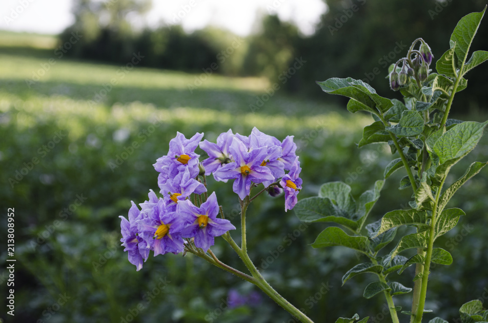 Flowering potatoes on. Flowering potatoes on the field