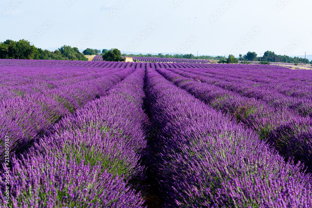 Fototapeta premium Pole lawendy