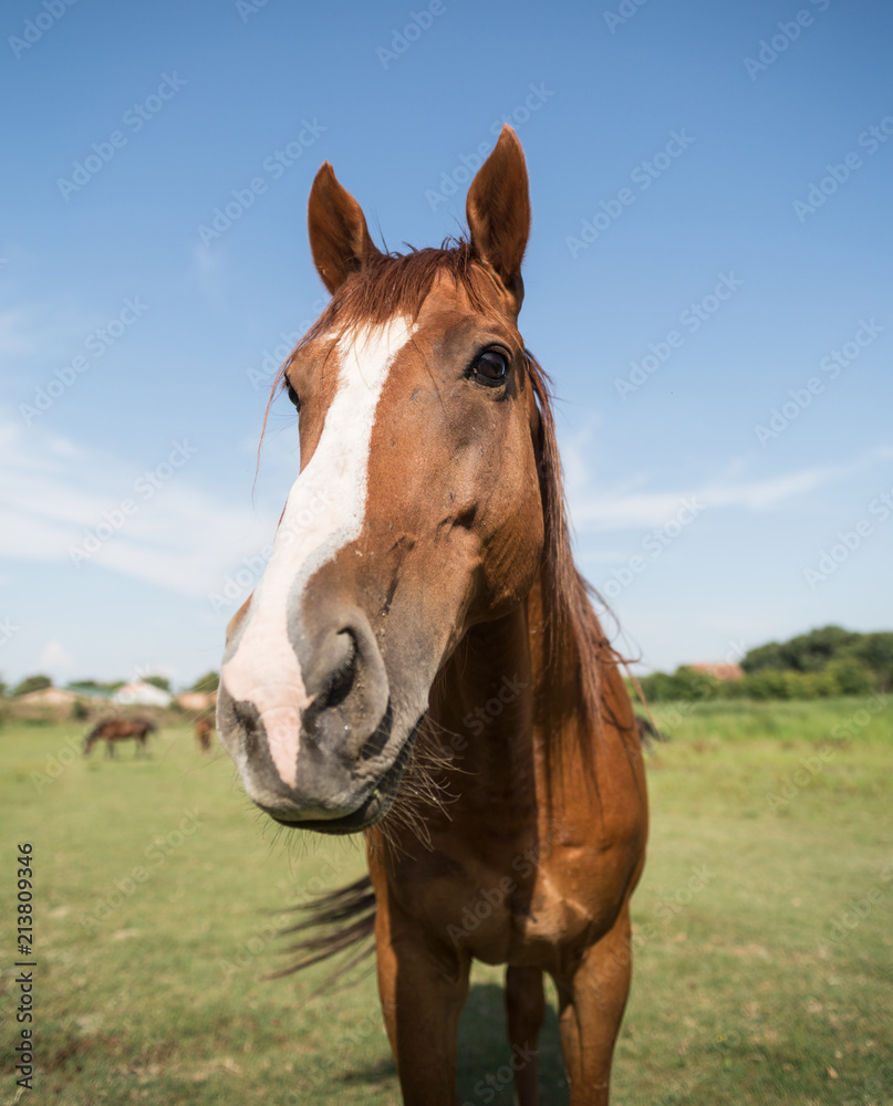Horse on the meadow at animal shelter. Horse on the meadow at animal shelter.