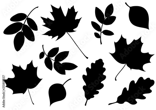 Fotografia, Obraz Vector set of decorative autumn leaf silhouettes.