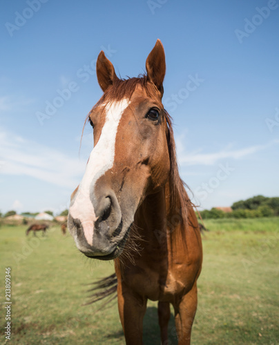 Horse on the meadow at animal shelter. © Dickov