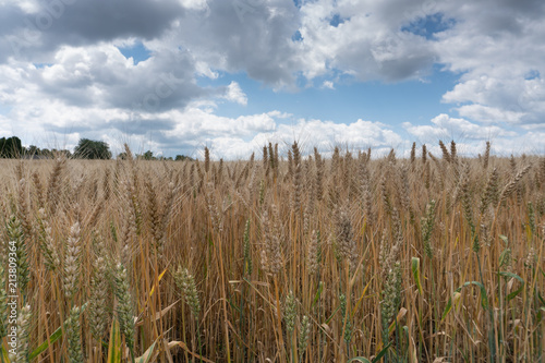 Wheat or rye field