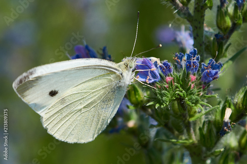 White butterfly sitting on a flower