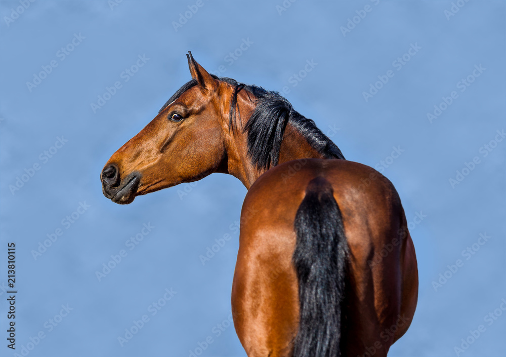 Obraz Portrait of a beautiful bay stallion against the sky