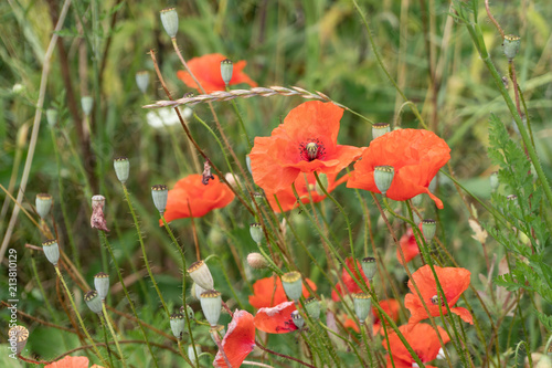 Fototapeta Naklejka Na Ścianę i Meble -  Poppy flowers with green background