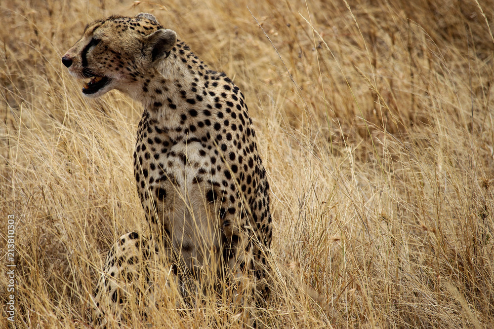 Naklejka premium Female cheetah in the savannah