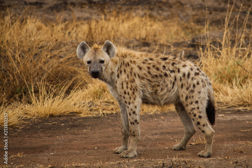 Spotted hyena