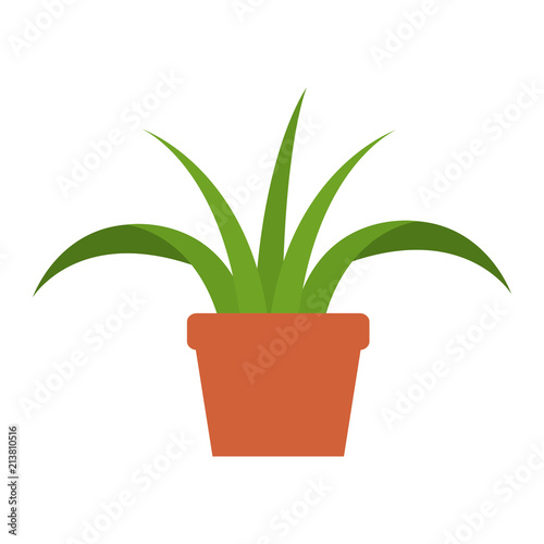 house plant in pot vector illustration design