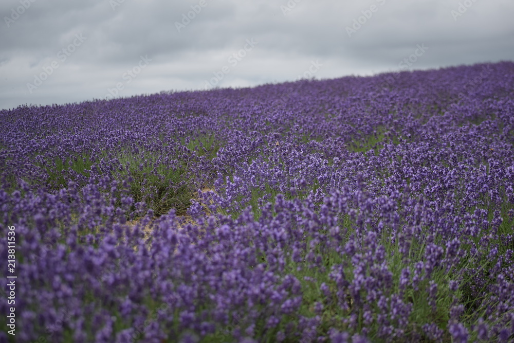  Lavender flower garden