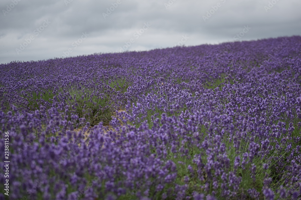 Obraz premium Lavender flower garden