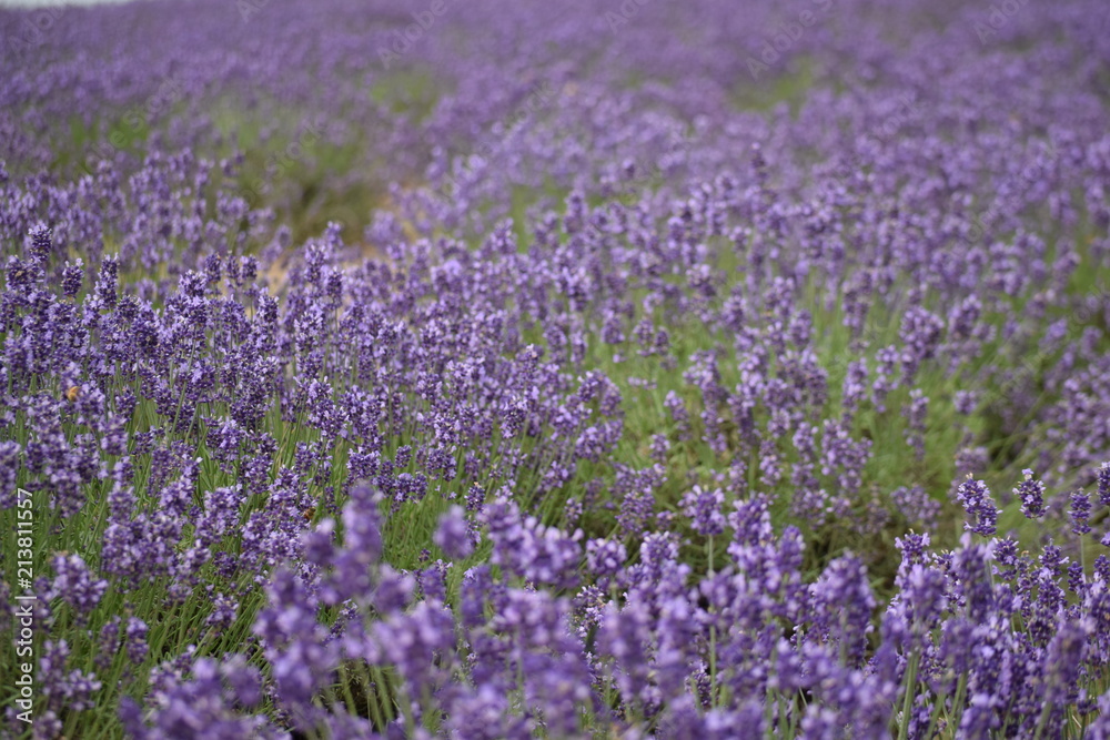 Lavender flower garden Lavender flower garden