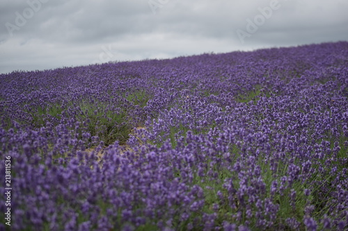  Lavender flower garden