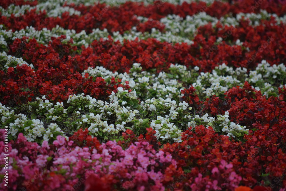 色々なベゴニアの花 色々なベゴニアの花