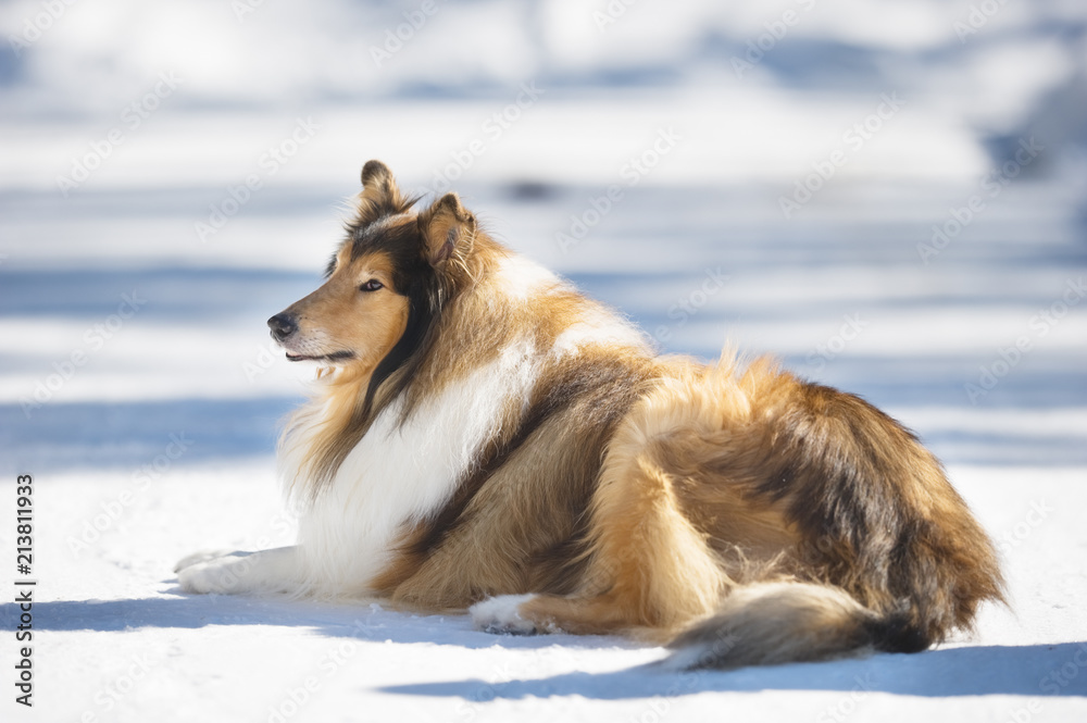 Rough Collie lying down in snow. Rough Collie lying down in snow.