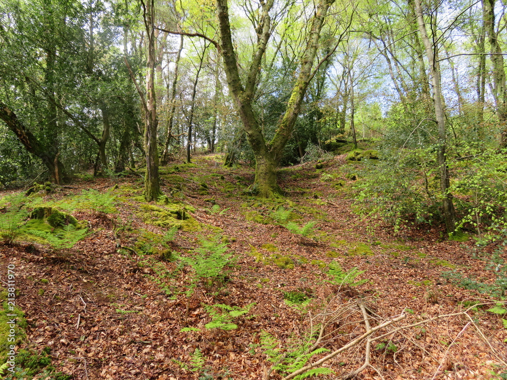 Forest on Hillside Forest on Hillside