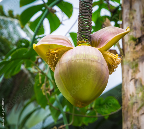 The inflorescence of a Japanese Fibre Banana (Musa basjoo) in a garden. photo