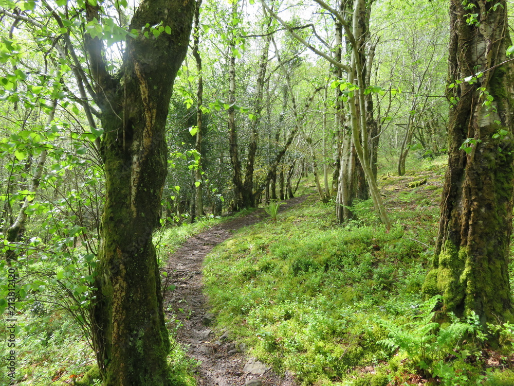Green Forest Green Forest