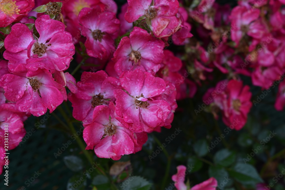 Obraz premium Fleur rose 