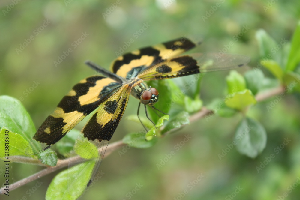 Dragonfly in nature,tiger dragonfly Dragonfly in nature,tiger dragonfly