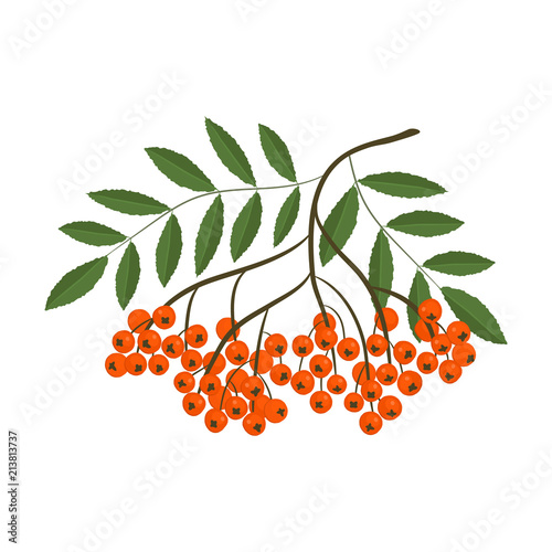 Rowan branch. Orange berries with green leaves. Vector illustration on a white background