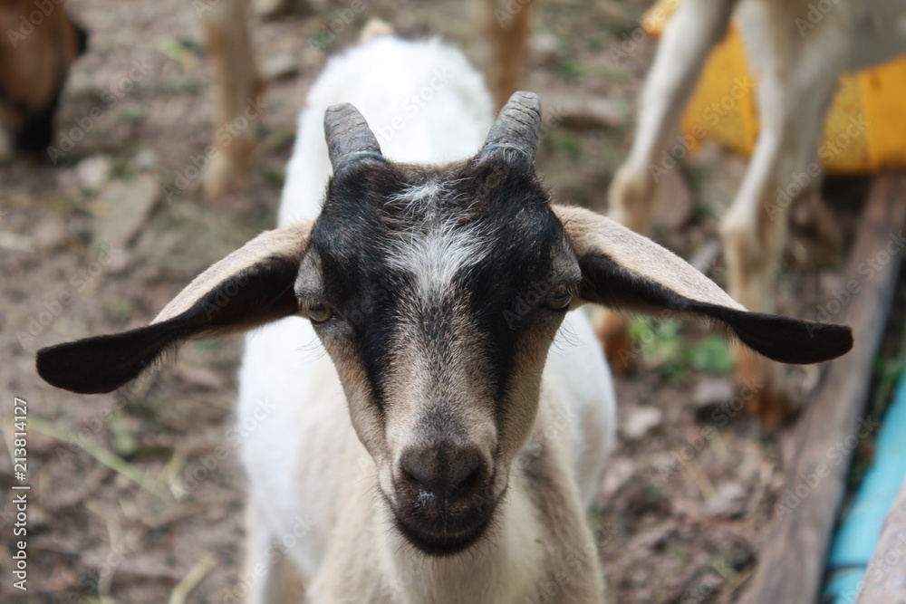 Goat in nature farm