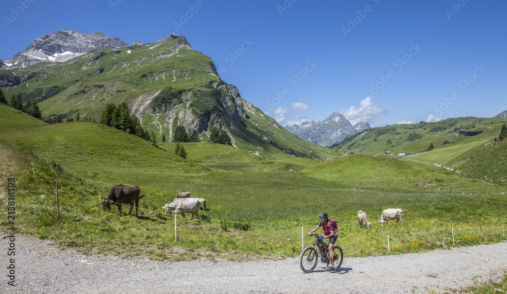 active senior woman, riding her e-mountainbike and meeting a cattle herd  in the Arlberg area near the famous village of Lech, Tirol, Austrian Alps
