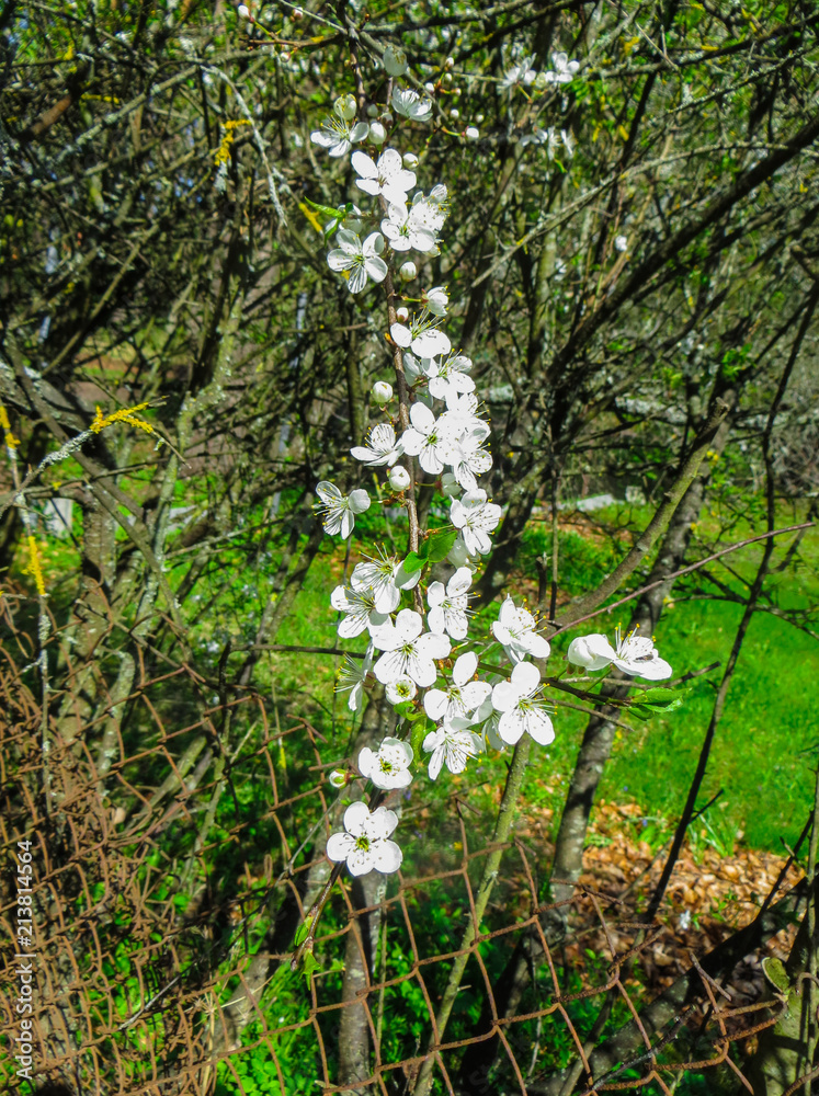 Branches of blooming cherry plums in the early spring in the garden. Branches of blooming cherry plums in the early spring in the garden.