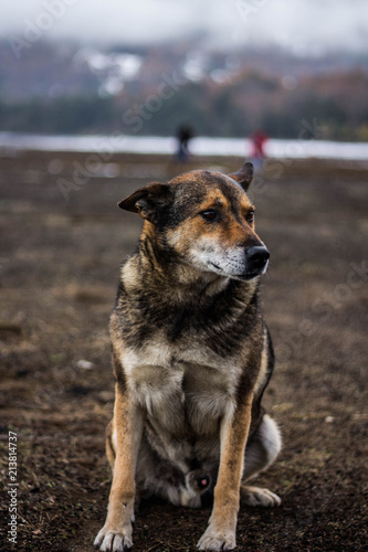 Naklejka Perro.