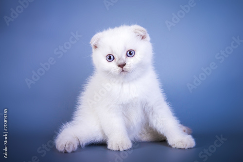 Fototapeta Naklejka Na Ścianę i Meble -  Cute scottish fold shorthair silver color point kitten with blue eyes