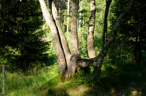 Summer landscape in forest. photo