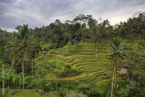 Rice field terrace at Ubud,Bali,Indonesia