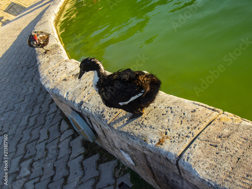 Duck by the pond on mount Tahtali near the city of Kemer in Turkey