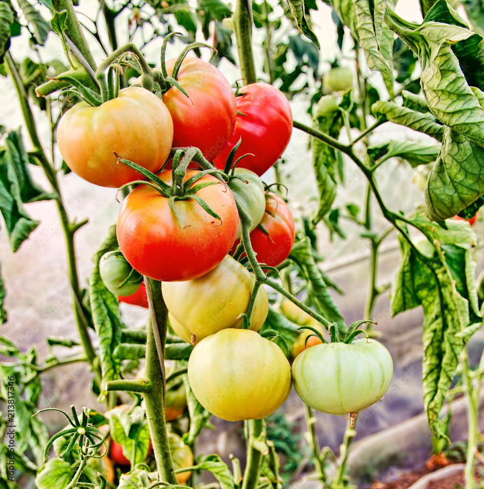 Tomatoes bunch in greenhouse.