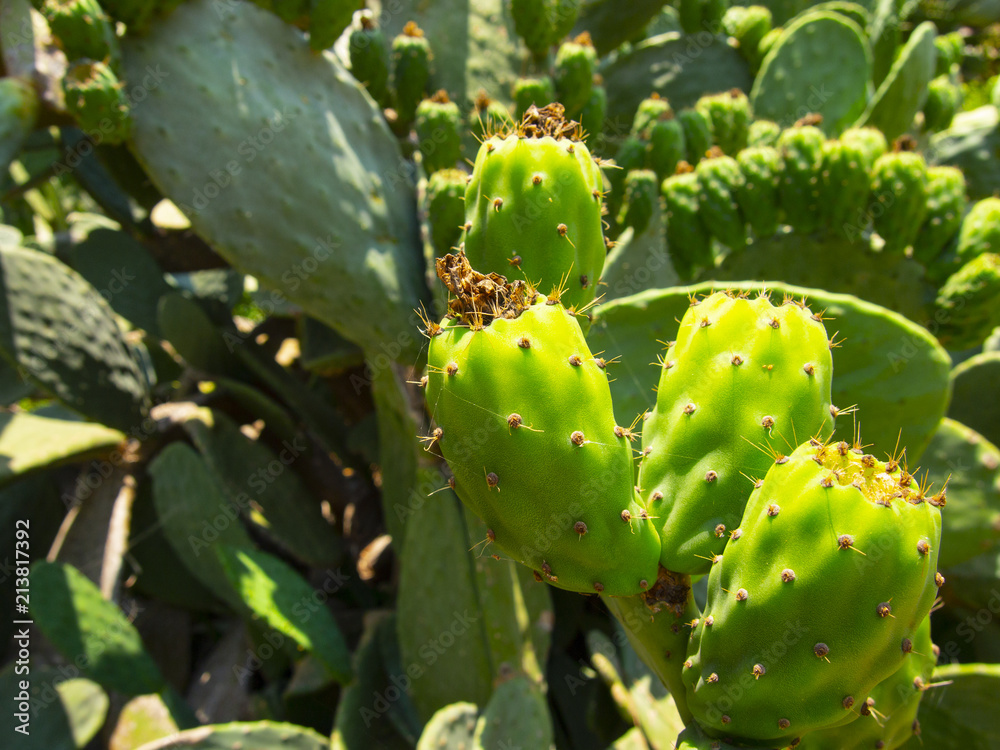 Large Prickly pear cactus in the wild Large Prickly pear cactus in the wild